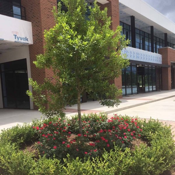 Commercial landscaping by Waypoint Landscaping